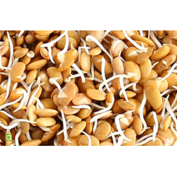 Horse Gram Sprouts/Kulthi (150 g) Horse Gram Sprouts/Kulthi (150 g)