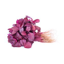 Amaranthus/ Dantu Soppu/ Chaulai- Red Amaranthus/ Dantu Soppu/ Chaulai- Red