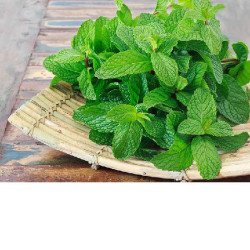 Mint/Pudinaa Leaves Bunch Mint/Pudinaa Leaves Bunch