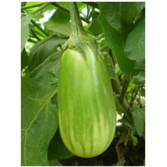 Bharta Brinjal Green (1pcs)  (400-600g)
