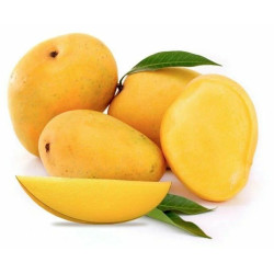 Banganapalli Mango 2 pcs (650 - 800 g)