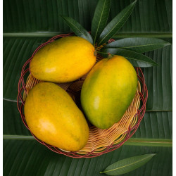 Imam Pasand/Himayath Mango (2pcs)  (750-950g)