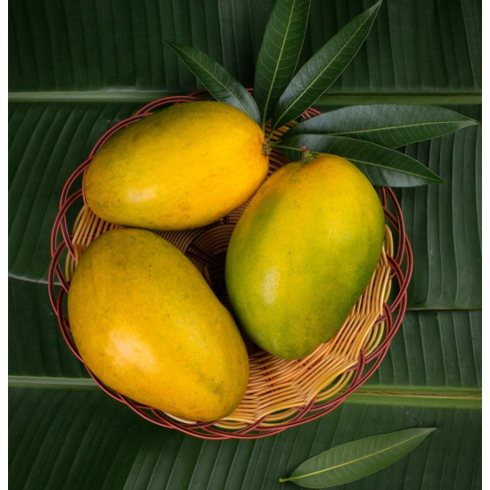 Imam Pasand/Himayath Mango (2pcs)  (750-950g)