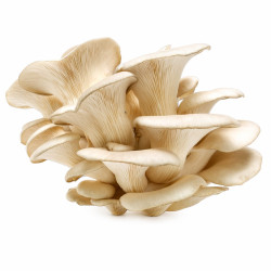 Oyester Mushroom (250 g)