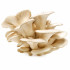 Oyester Mushroom (250 g)
