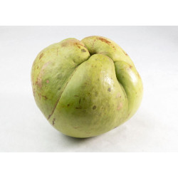 Chalta/ Elephant Apple (1 pc)