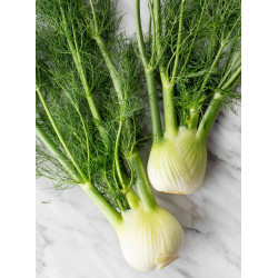 Fennel Bulb (200-300 g)