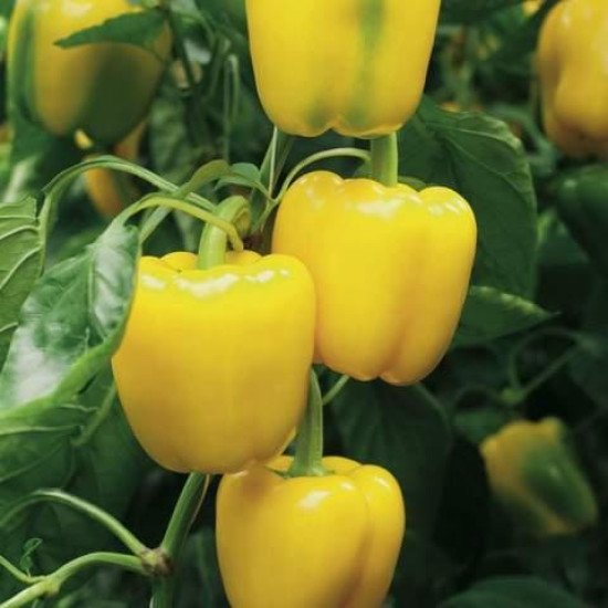 Capsicum Yellow 1Pc  (150-185 g)