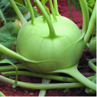 Knol Khol/Gedde Kosu (500 g) Knol Khol/Gedde Kosu (500 g)