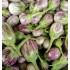 Local Small Brinjal (250 g)
