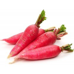 Red Radish (500 g) Red Radish (500 g)