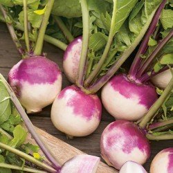 Turnip (500 grams) Turnip (500 grams)