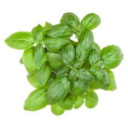 Basil Leaves (100 g) Basil Leaves (100 g)